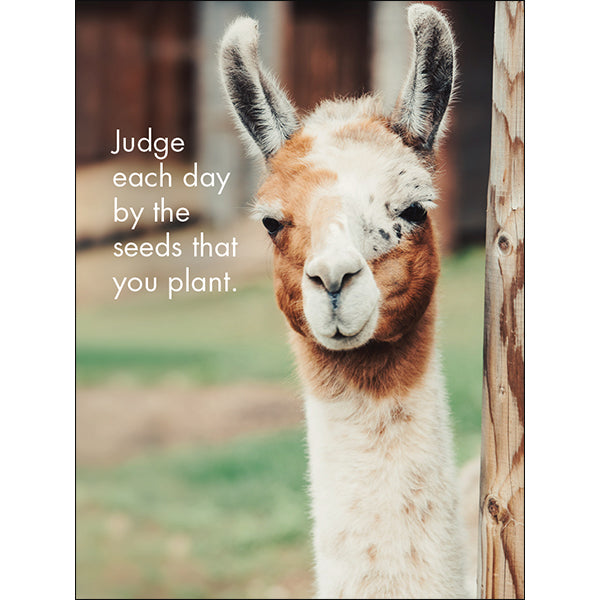 Llama Nirvana - 24 Good-Morning Quotations