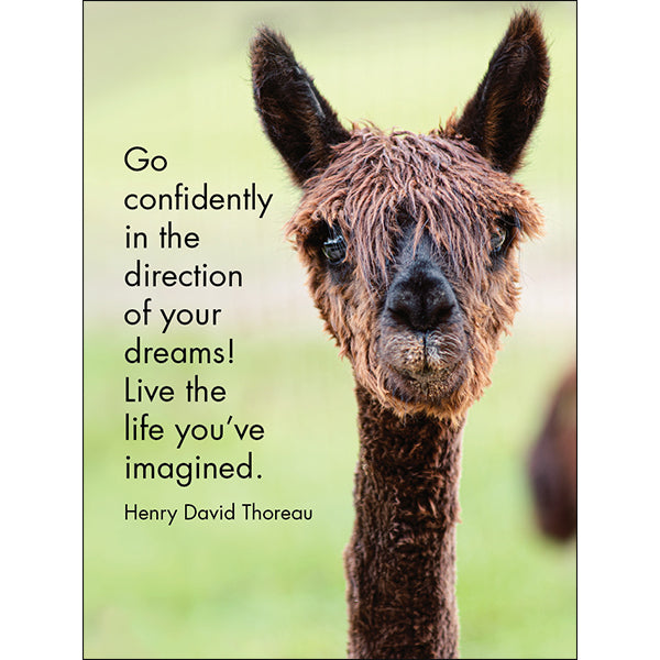 Llama Nirvana - 24 Good-Morning Quotations