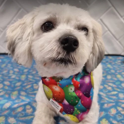 Double Sided Bandana - Happy Birthday